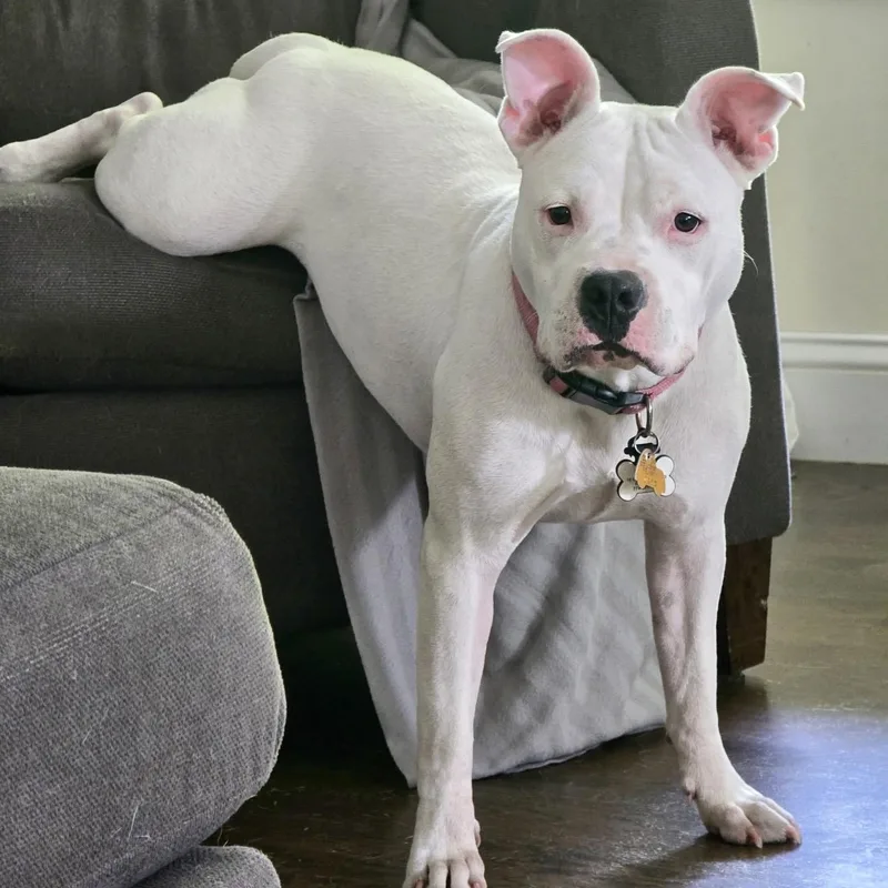 An adult medium-sized female White / Cream Pit Bull Terrier dog named Maisie for adoption in Pelham, NH