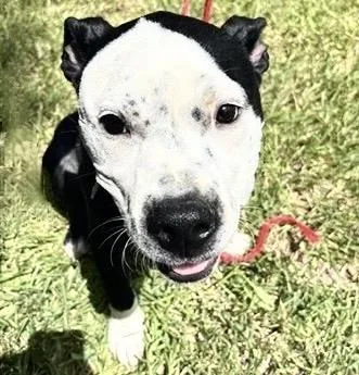 A young medium-sized male Pit Bull Terrier dog named A for adoption in Houston, TX