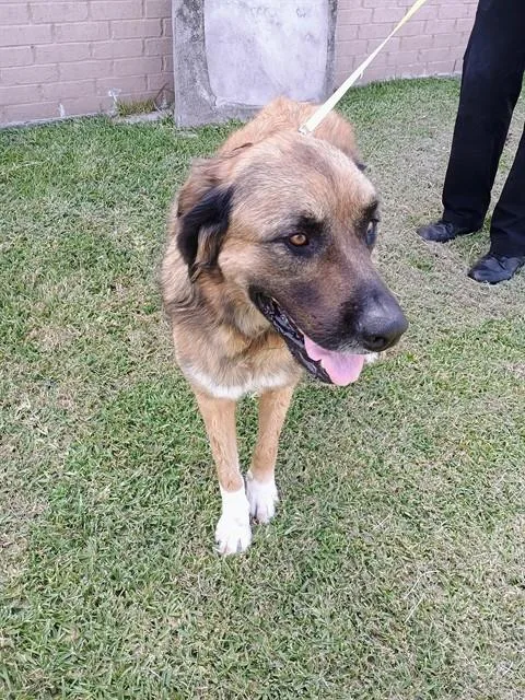 An adult large-sized female Saint Bernard dog named Sha for adoption in Wylie, TX