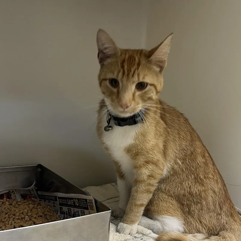 An adult large-sized male Orange / Red Domestic Short Hair cat named 71217 for adoption in Harrisonburg, VA