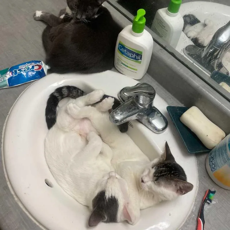 An adult medium-sized female White Domestic Short Hair cat named Heather for adoption in Los Angeles, CA