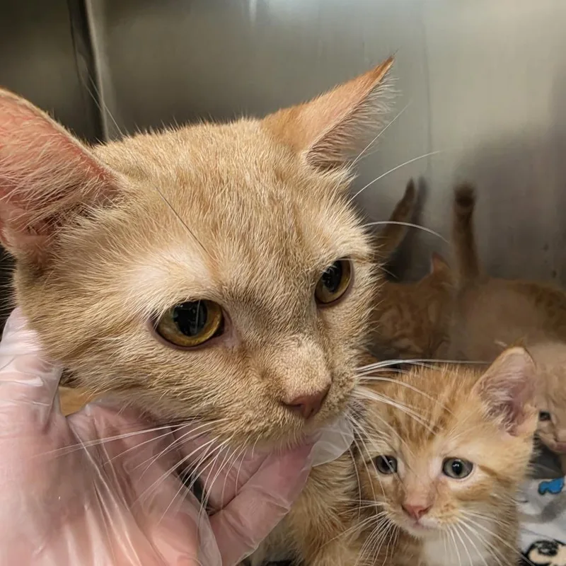An adult medium-sized female Orange / Red Domestic Short Hair cat named Amber for adoption in Newark, NJ