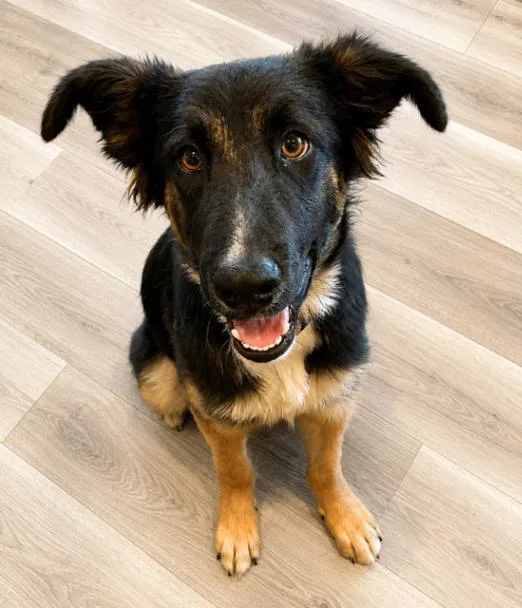 A young large-sized male German Shepherd Dog dog named Xander for adoption in Seattle, WA