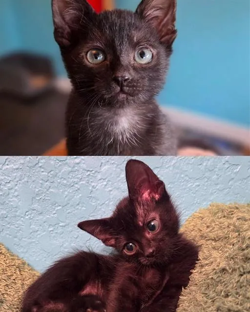 A baby small-sized male Domestic Short Hair cat named Carl Dean for adoption in Kent, WA