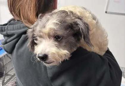 An adult small-sized female Mixed Breed dog named Blossom for adoption in West Chester, PA