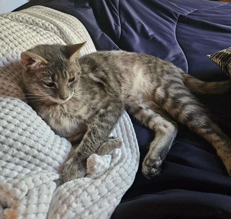 A baby medium-sized male Domestic Short Hair cat named Murdock for adoption in Wheaton, IL