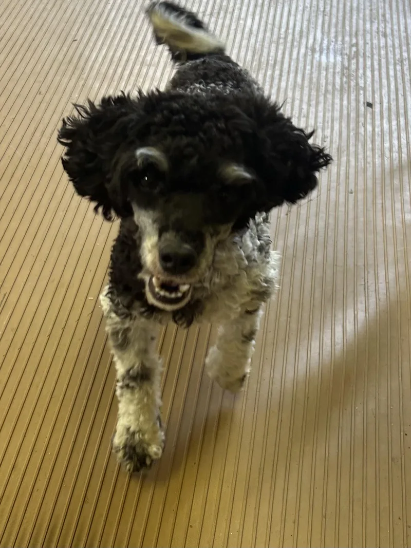 A young small-sized female Standard Poodle dog named Josie for adoption in Elyria, OH