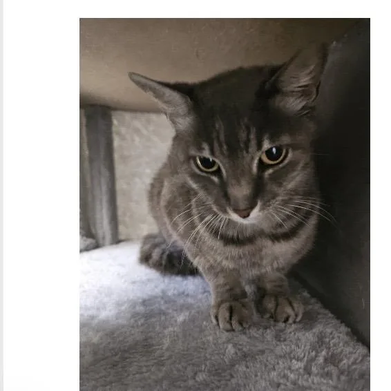 An adult medium-sized female Gray / Blue / Silver Domestic Short Hair cat named Mowzie for adoption in Boston, MA