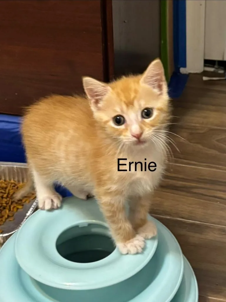 A baby small-sized male Domestic Short Hair cat named Ernie for adoption in Darien, GA