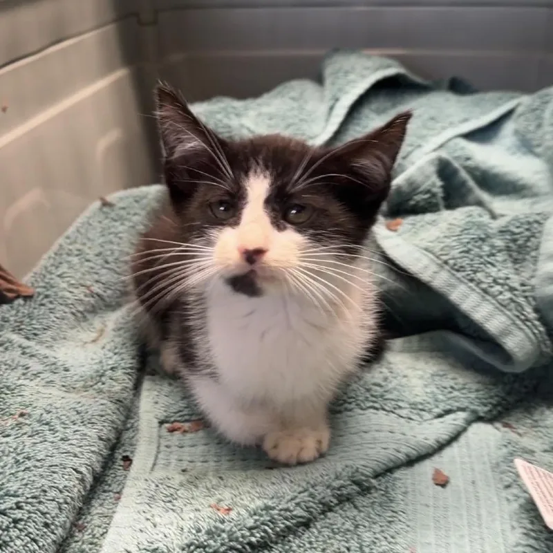 A baby small-sized male Black Domestic Short Hair cat named Marvin for adoption in Mount Juliet, TN