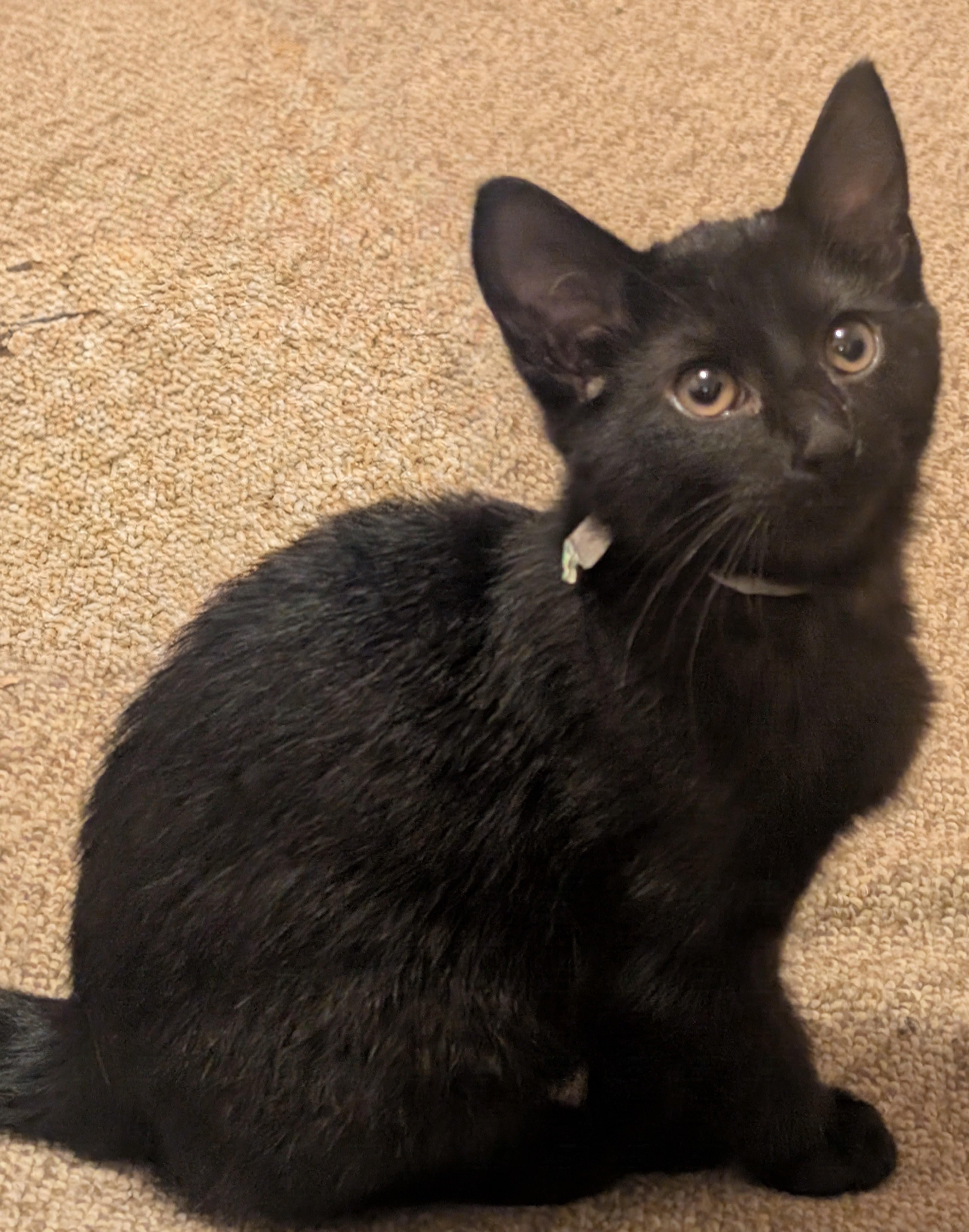 A baby medium-sized male Black Domestic Short Hair cat named Hudson for adoption in Tomah, WI
