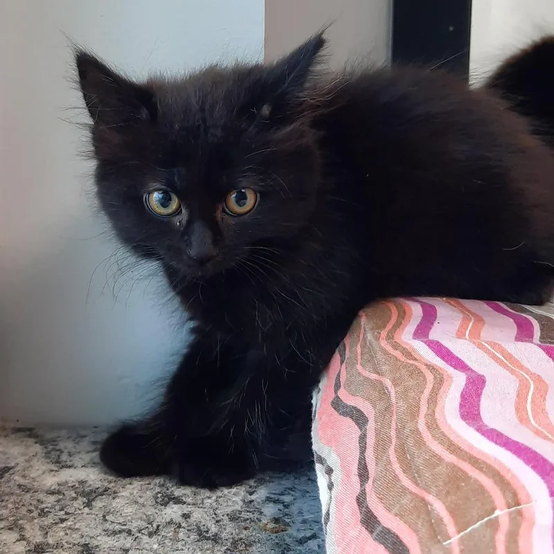 A baby small-sized female Black Domestic Medium Hair cat named Licorice for adoption in Watertown, NY