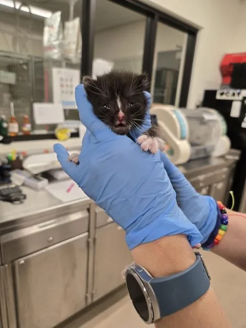 A baby small-sized female Domestic Short Hair cat named Flower for adoption in Santa Maria, CA