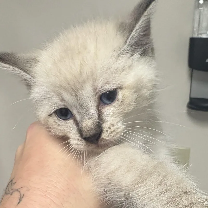 A young medium-sized male Gray & White Domestic Short Hair cat named Pay Day for adoption in Blue Springs, MO