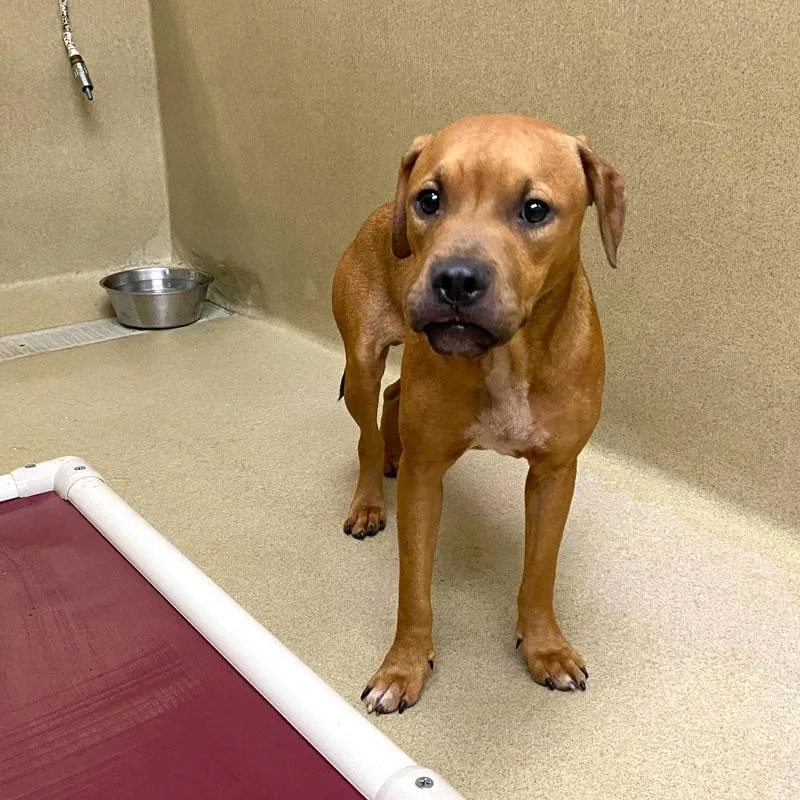 A young medium-sized male Red / Chestnut / Orange Beagle dog named Dc for adoption in Monroe, GA