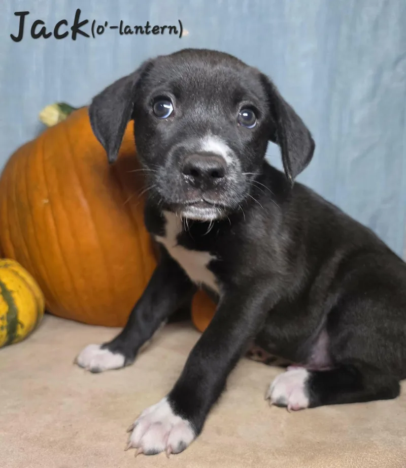 A baby medium-sized male Black Feist dog named Jack O Lantern for adoption in Sanford, NC