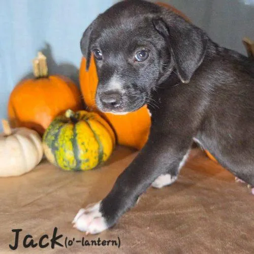 Jack O Lantern thumbnail 2