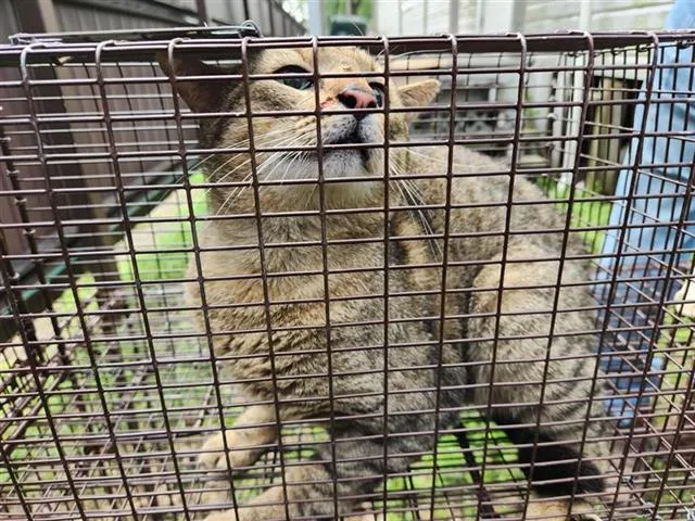 A young medium-sized male Domestic Short Hair cat named Tommy for adoption in Houston, TX