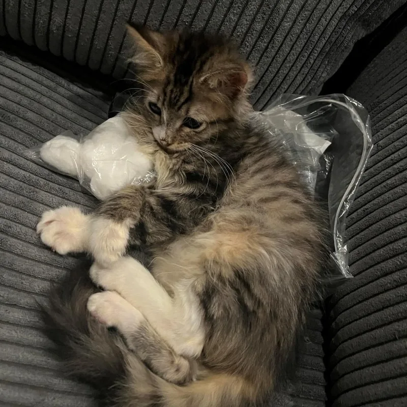A baby small-sized female Tabby (Brown / Chocolate) Domestic Medium Hair cat named Louise Plump for adoption in Morrison, CO