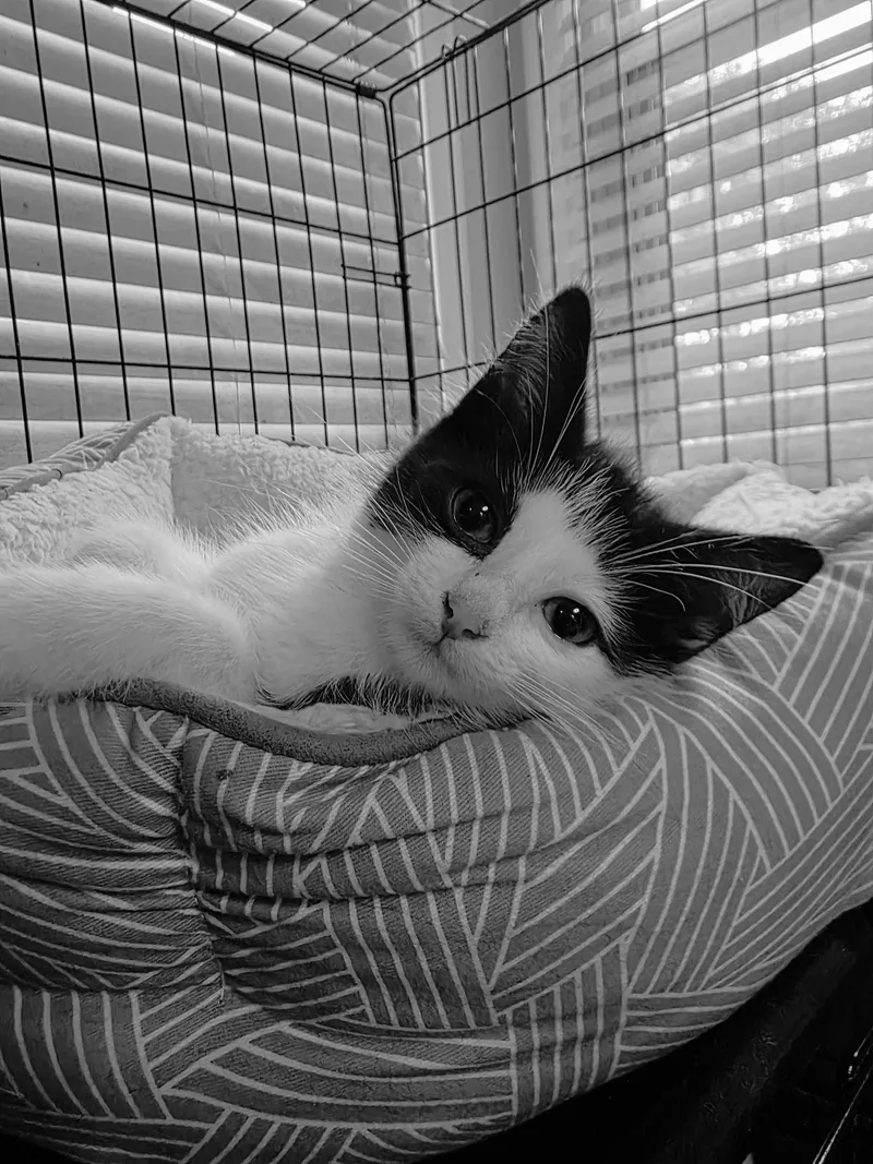 A young medium-sized male Black & White / Tuxedo Domestic Short Hair cat named C Litter Patches for adoption in Livonia, MI