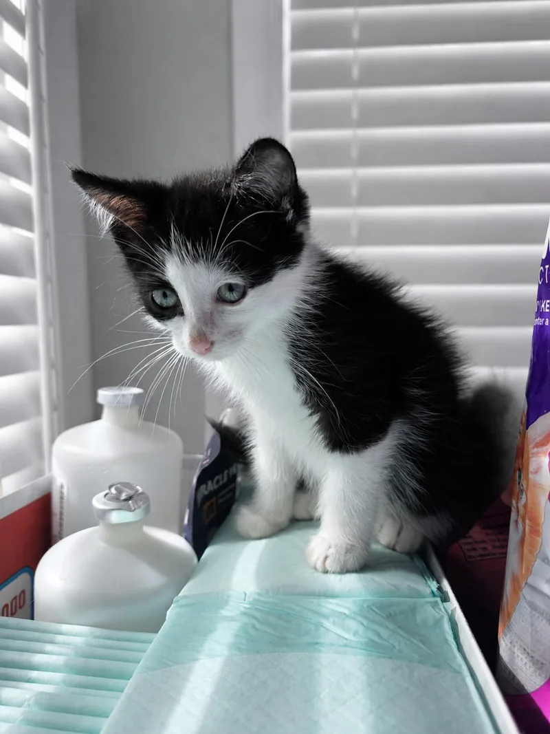 C Litter Patches thumbnail 2