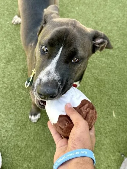 An adult extra large-sized male Brown / Chocolate Mixed Breed dog named King Goobot for adoption in Wichita, KS