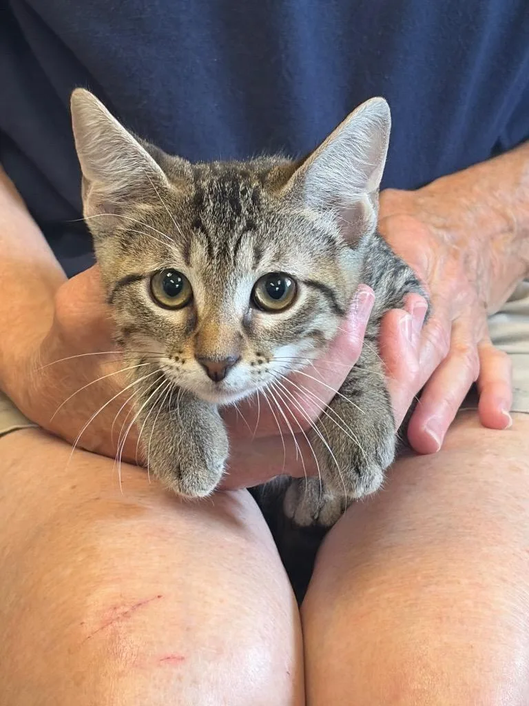 A baby small-sized female Domestic Short Hair cat named Alice for adoption in Maumelle, AR