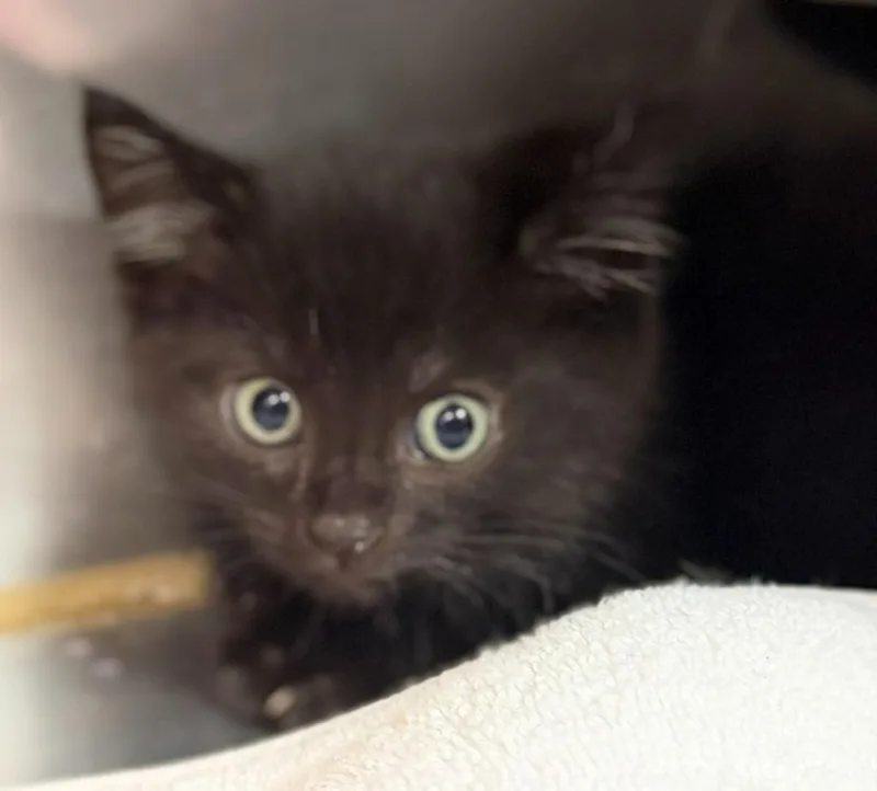 A baby small-sized female Domestic Short Hair cat named Zika for adoption in Sherwood, AR