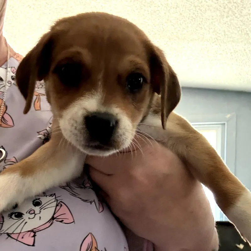 A baby small-sized female Brown / Chocolate Chihuahua dog named Chica for adoption in Floresville, TX