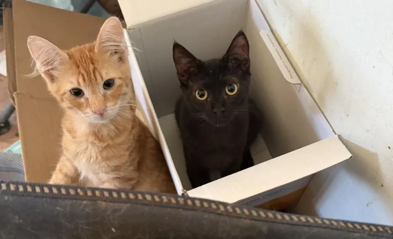 A young medium-sized male Orange / Red Domestic Medium Hair cat named Dax& Maxie for adoption in Bell Gardens, CA