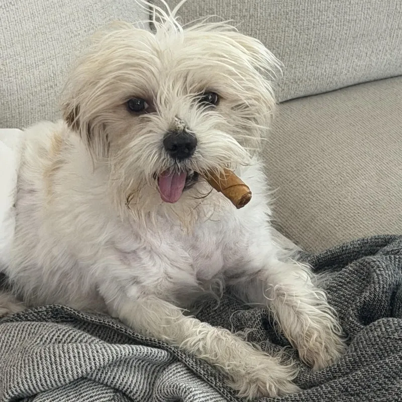 Winston
