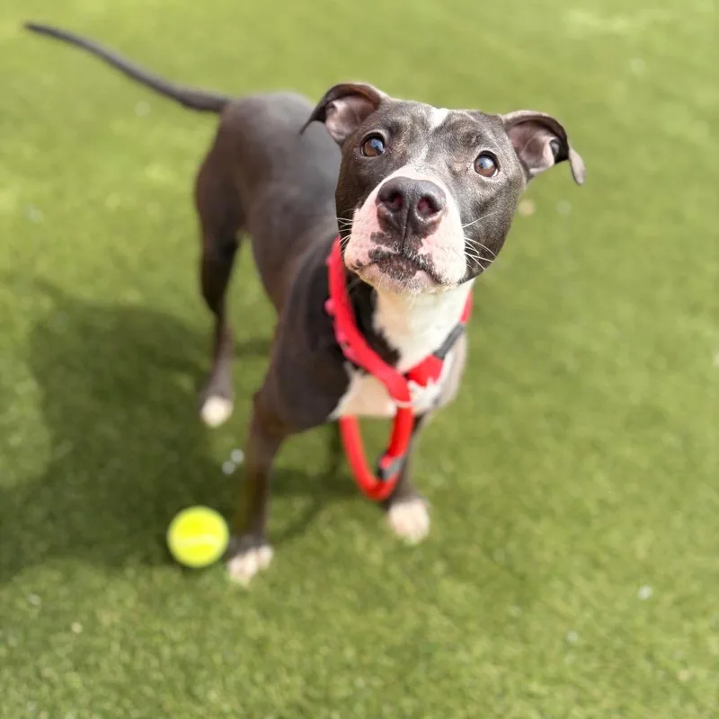 A young medium-sized female Gray / Blue / Silver Mixed Breed dog named Cherry for adoption in Philadelphia, PA