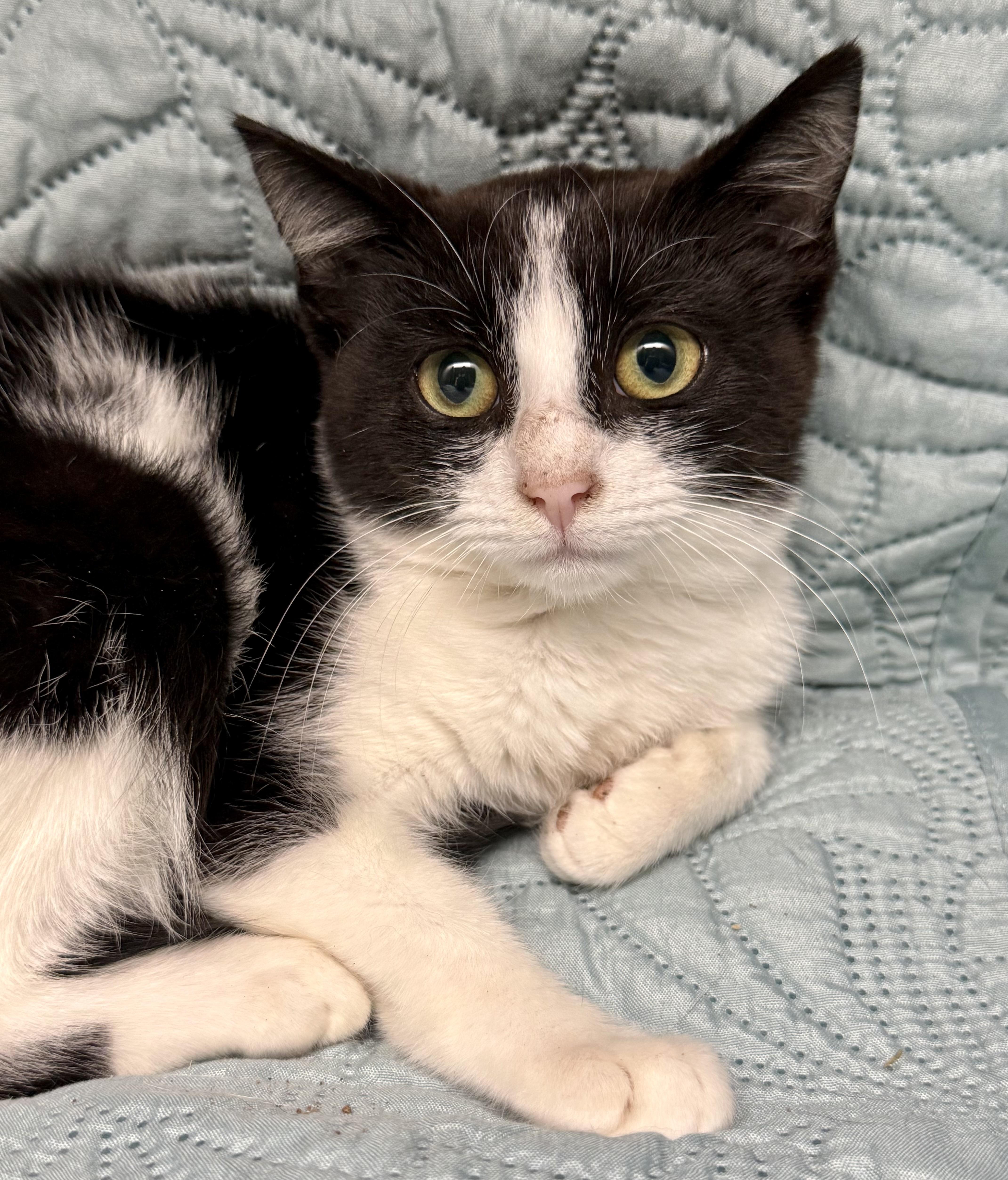 A baby medium-sized female Domestic Short Hair cat named Octavia for adoption in Frewsburg, NY