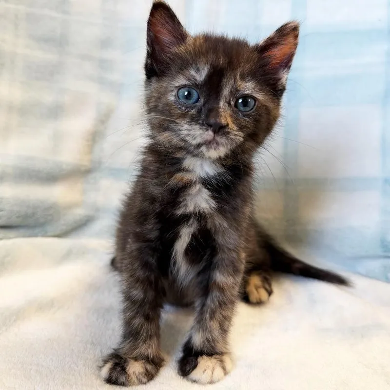 A baby small-sized female Tortoiseshell Domestic Short Hair cat named Mai for adoption in Mount Juliet, TN