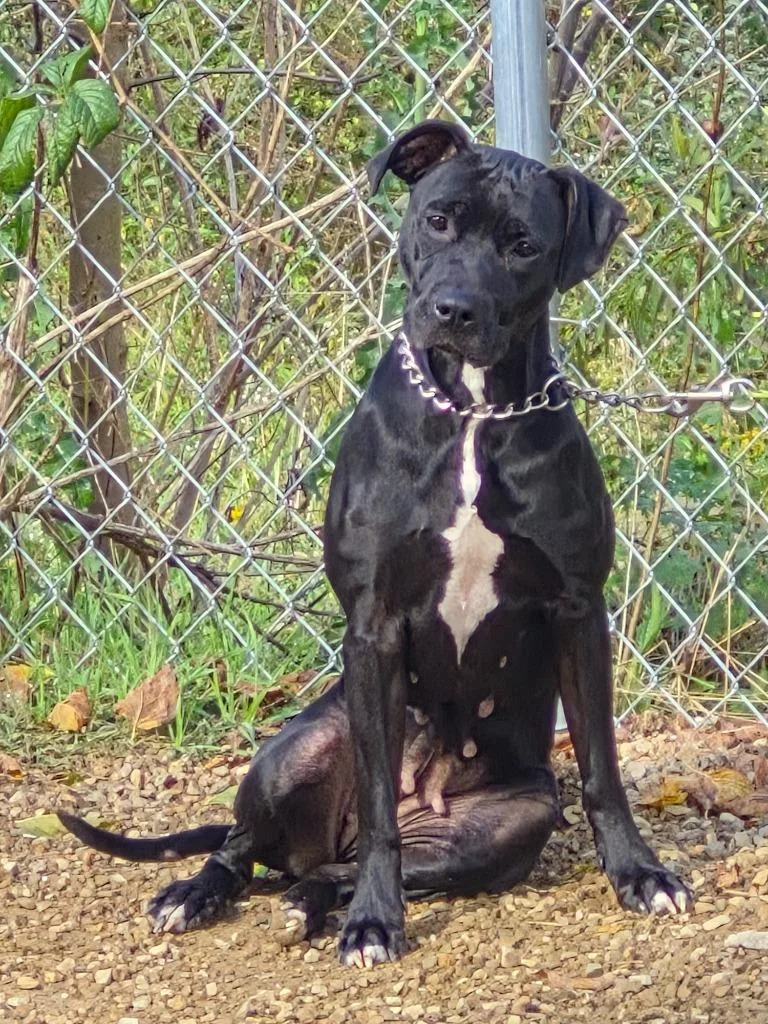 Seraphina thumbnail 2