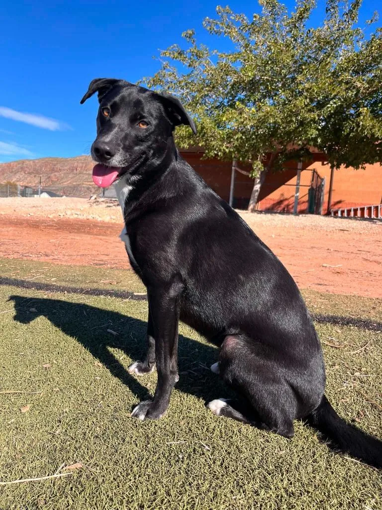 An adult medium-sized female Black Mixed Breed dog named Gem for adoption in Hurricane, UT