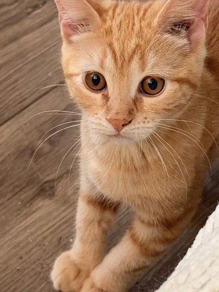 A baby medium-sized female Tabby (Orange / Red) Tabby cat named Clementine Willow Grove PA for adoption in Greenville, DE