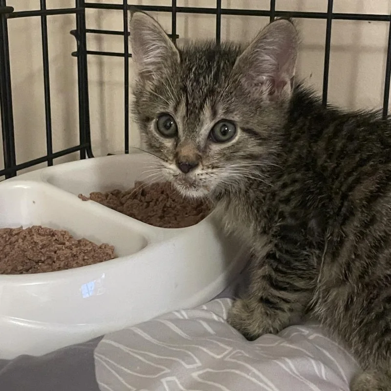 A baby small-sized male Brown / Chocolate Domestic Short Hair cat named Thomas for adoption in Springfield, IL