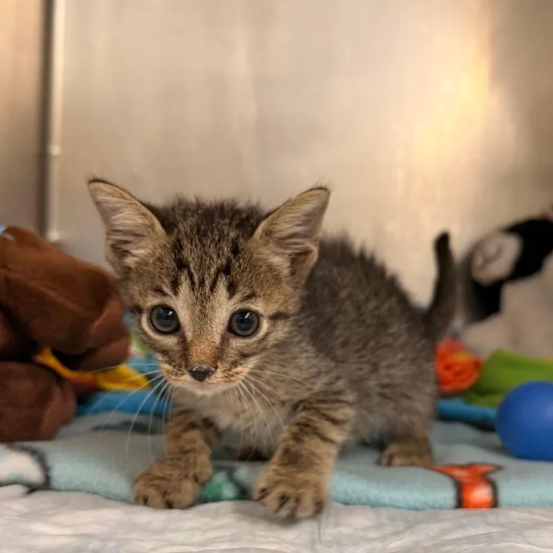 A baby small-sized male Brown / Chocolate Domestic Short Hair cat named Kevin for adoption in West Palm Beach, FL