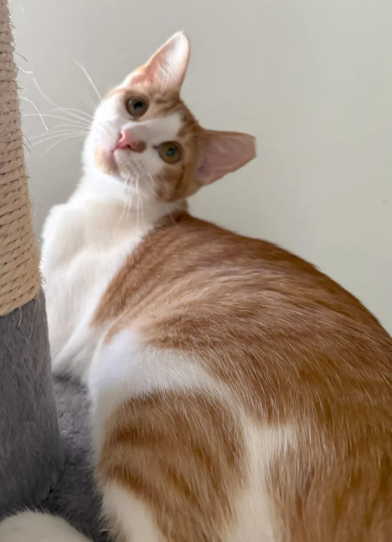 A young medium-sized male Tabby (Orange / Red) American Shorthair cat named Cider for adoption in Mission Viejo, CA