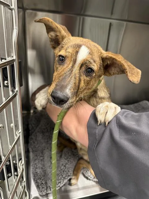 A baby small-sized female Plott Hound dog named Lilo for adoption in Indianapolis, IN