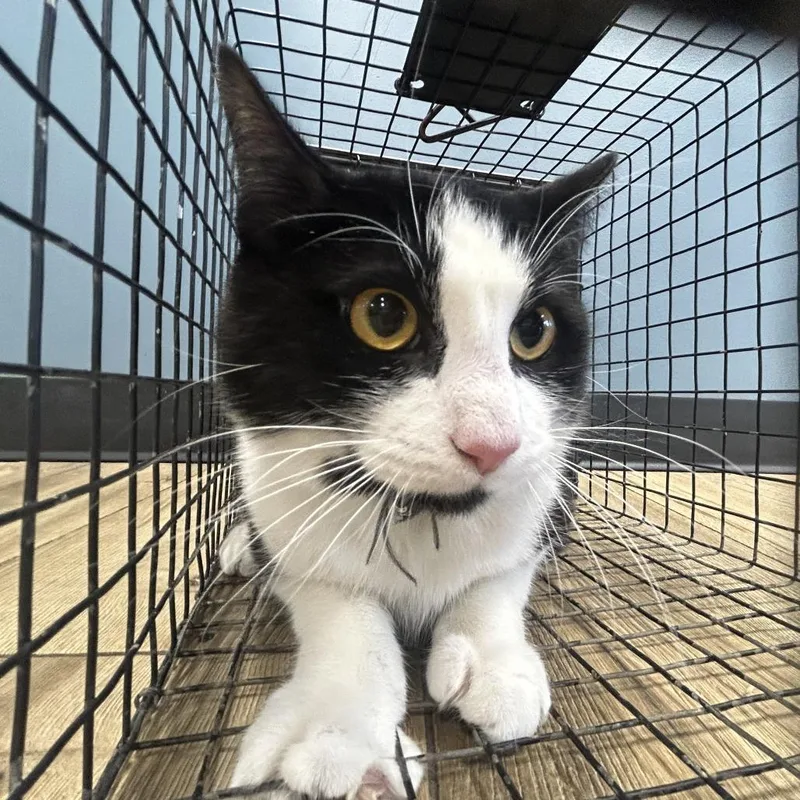 A baby small-sized female Black Domestic Short Hair cat named Heidi for adoption in Newark, NJ