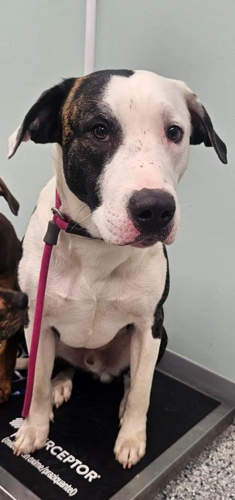A young large-sized male Terrier dog named Zoro for adoption in Athens, TN
