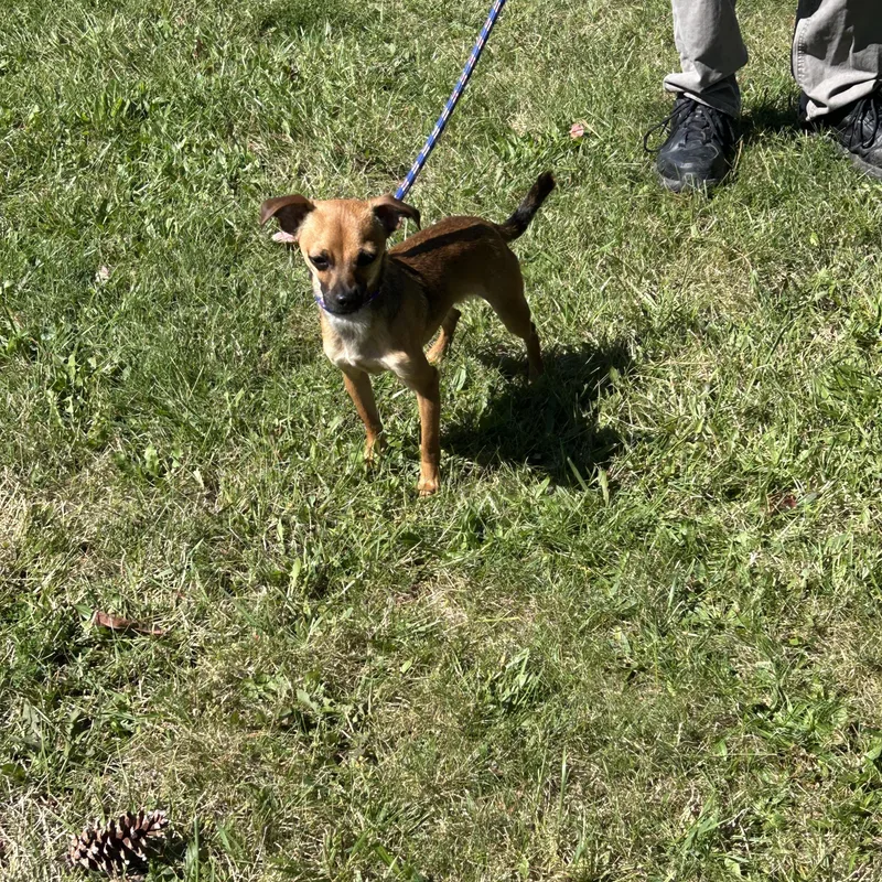 A young small-sized male Chihuahua dog named Charlie for adoption in Pottsville, PA