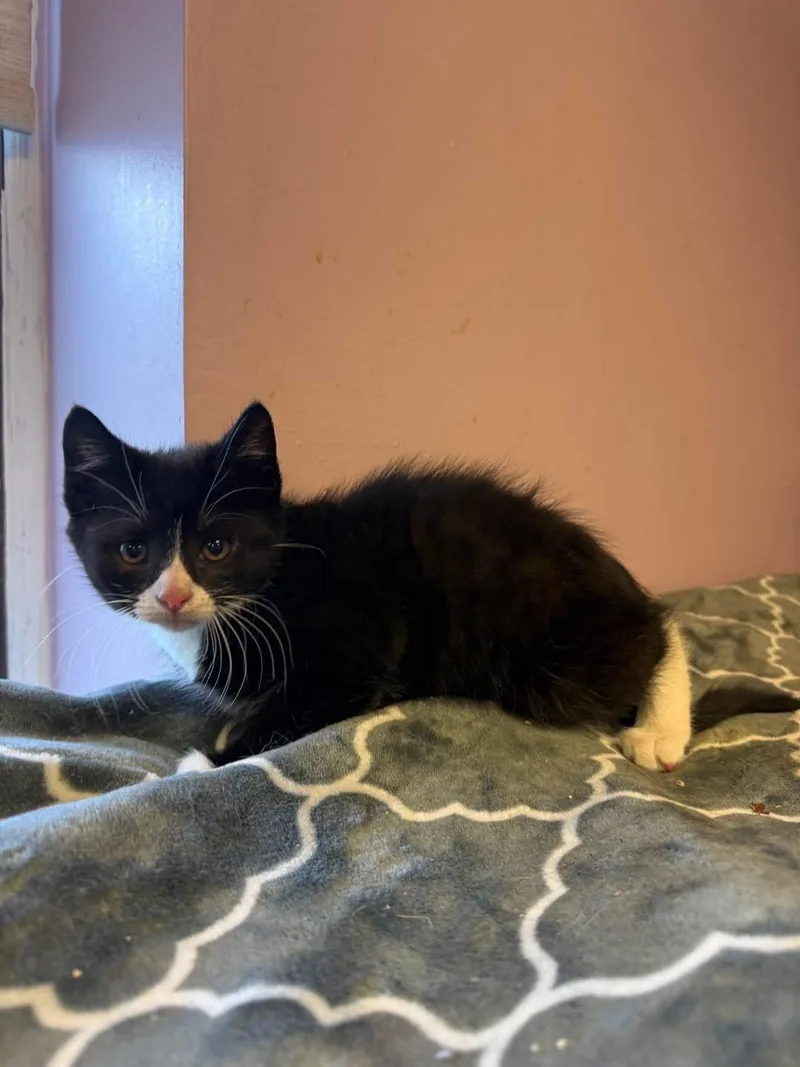 A young small-sized male Black & White / Tuxedo Domestic Short Hair cat named Bobby for adoption in Freeport, NY