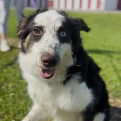A young medium-sized male Border Collie dog named Ghost for adoption in Rapid City, SD