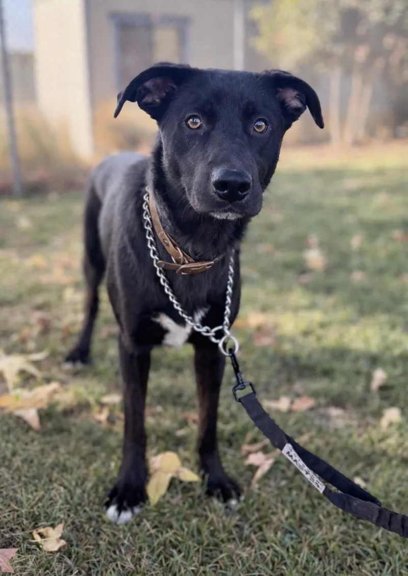 An adult medium-sized male Border Collie dog named Stetson for adoption in Oakdale, CA