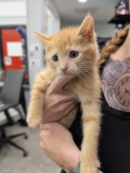 A baby small-sized female Domestic Short Hair cat named Jessie for adoption in West Chester, PA