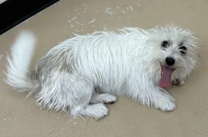 An adult small-sized female Terrier dog named Doodle for adoption in Phoenix, AZ