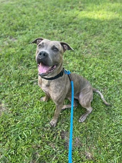 An adult medium-sized female Mixed Breed dog named Tasi for adoption in Vero Beach, FL